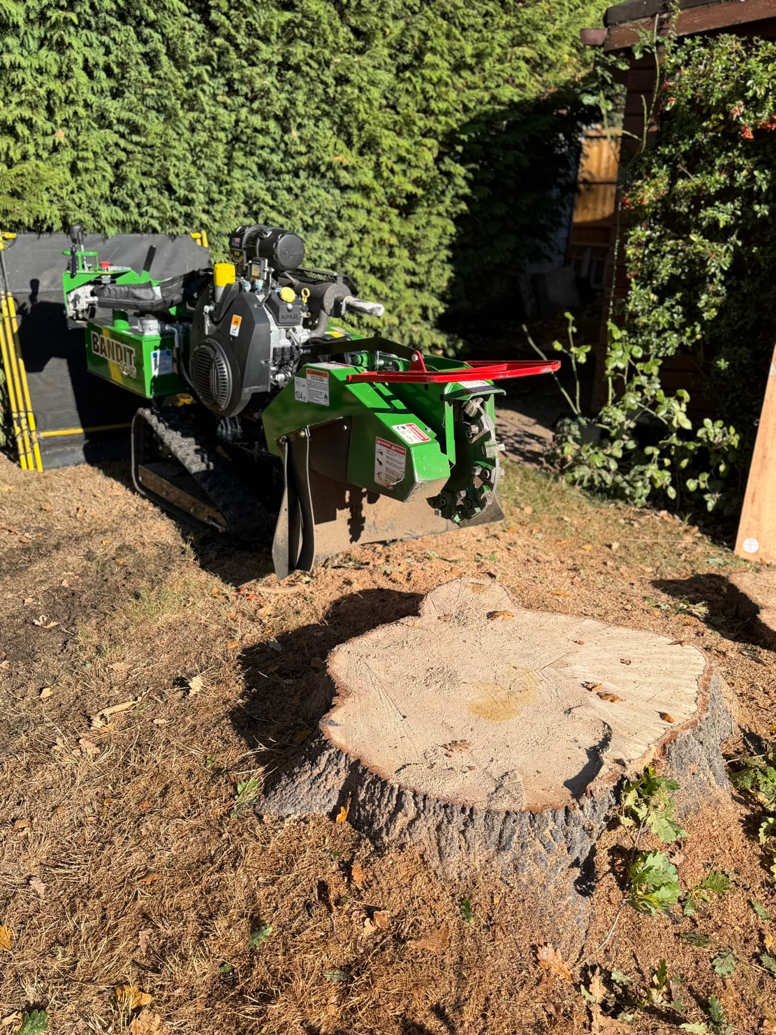 A Bandit SG-40 stump grinder lined up on a wide stump in a rear garden, with a protective debris screen set up behind the machine