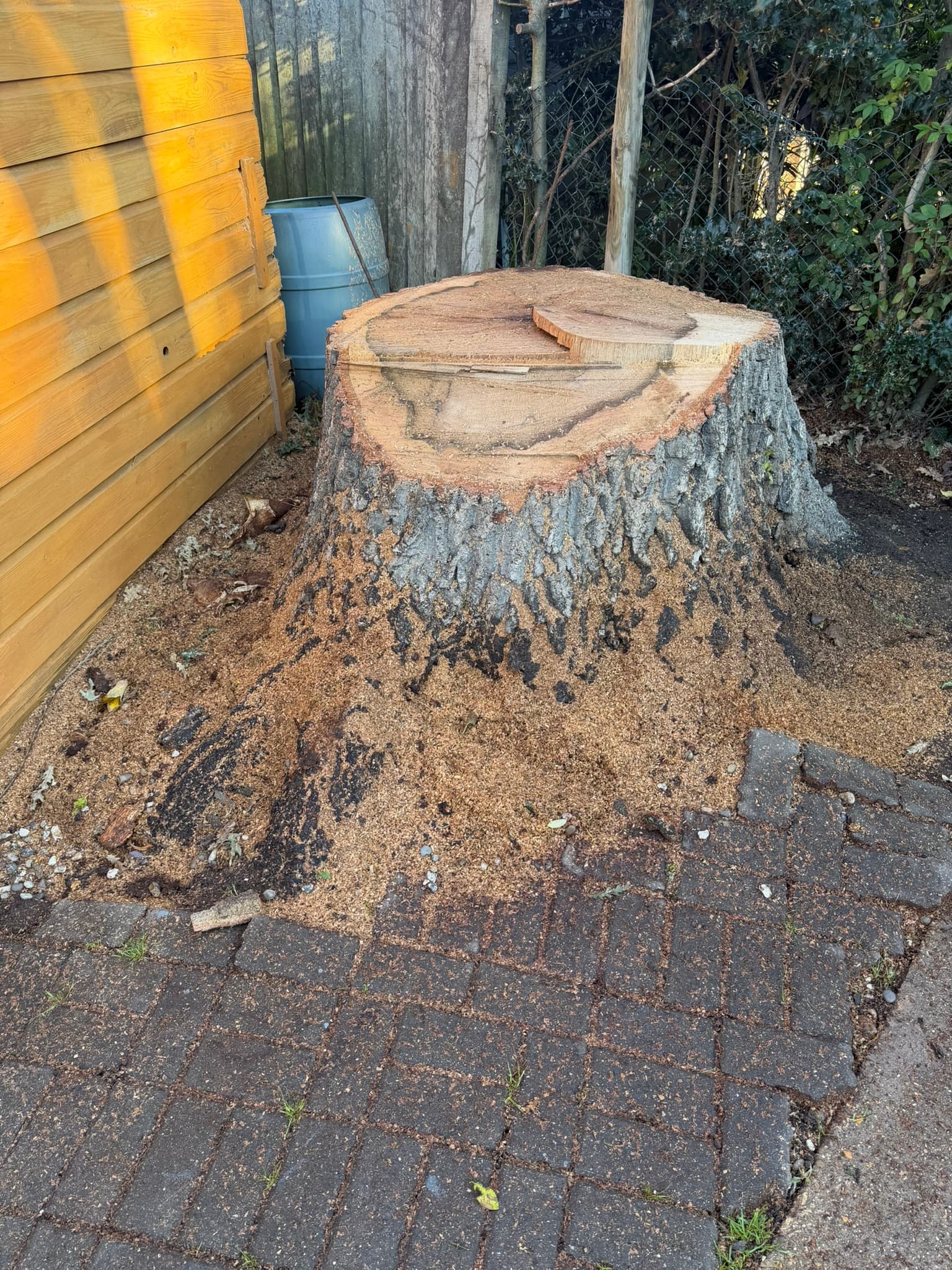 A large freshly cut tree stump between a timber shed and block paving, surrounded by sawdust