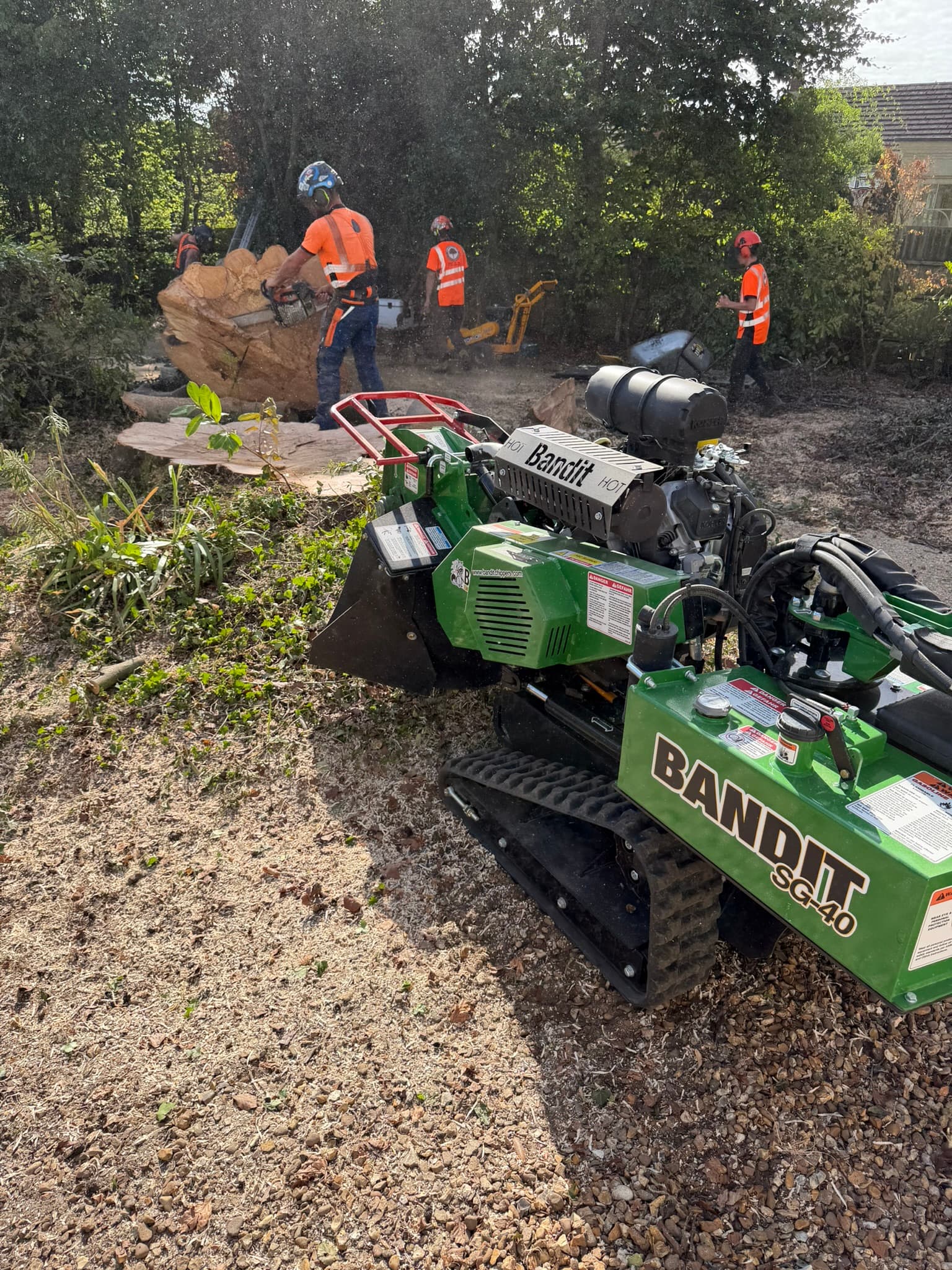 The Bandit SG-40 stump grinder working in the foreground while an arborist cuts a large beech section with a chainsaw, sawdust flying and the hi-vis team working around