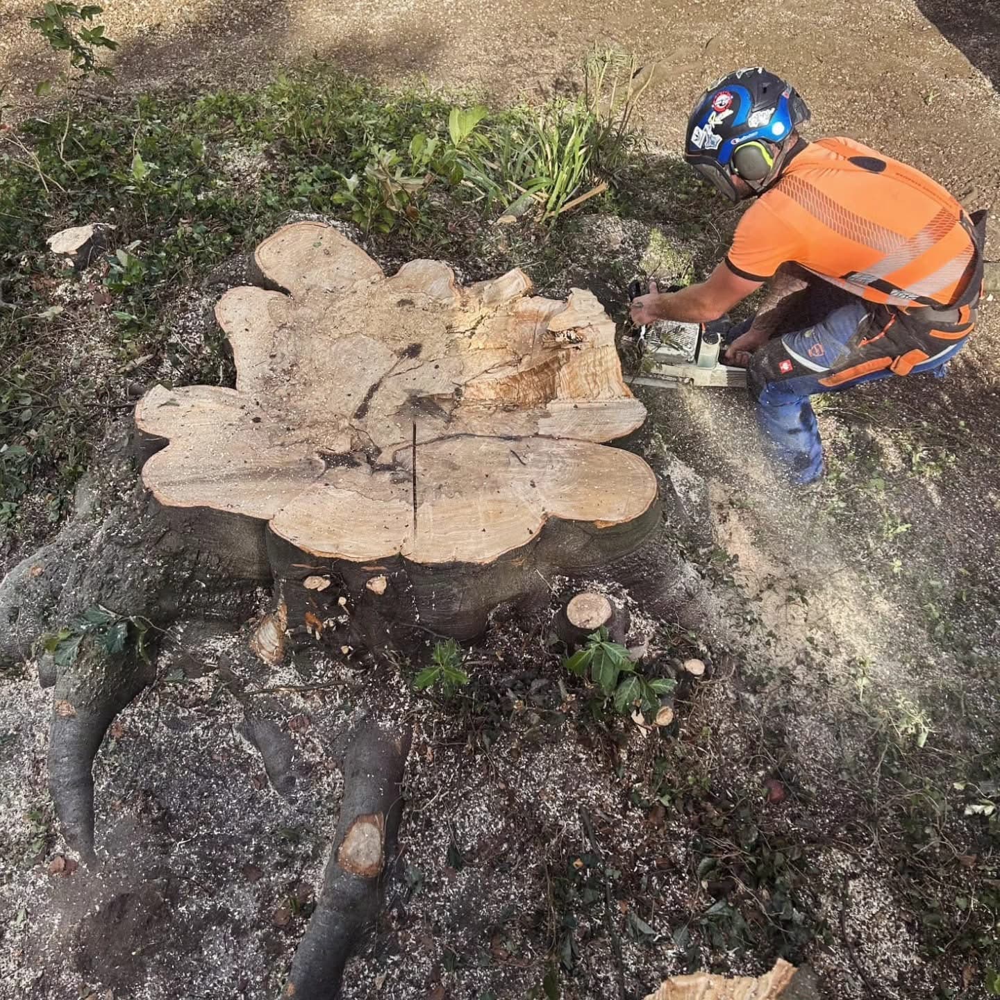 A tree worker in orange hi-vis and a climbing helmet using a chainsaw on the enormous freshly cut copper beech stump in Hitchin, its pale lobed cross-section and surface roots exposed with sawdust scattered around