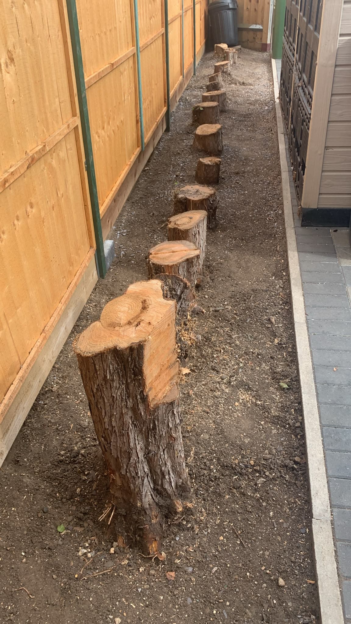 A row of freshly cut conifer stumps standing along a narrow side passage between a fence and a shed in Hoddesdon before grinding