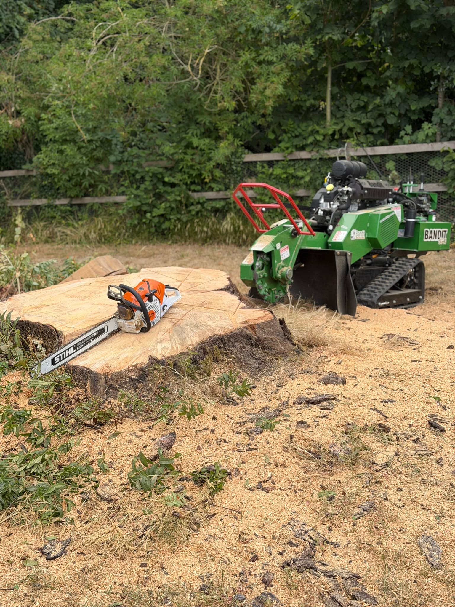 A large flat-cut tree stump with a Stihl chainsaw resting on top and a Bandit stump grinder behind it, surrounded by fresh grindings