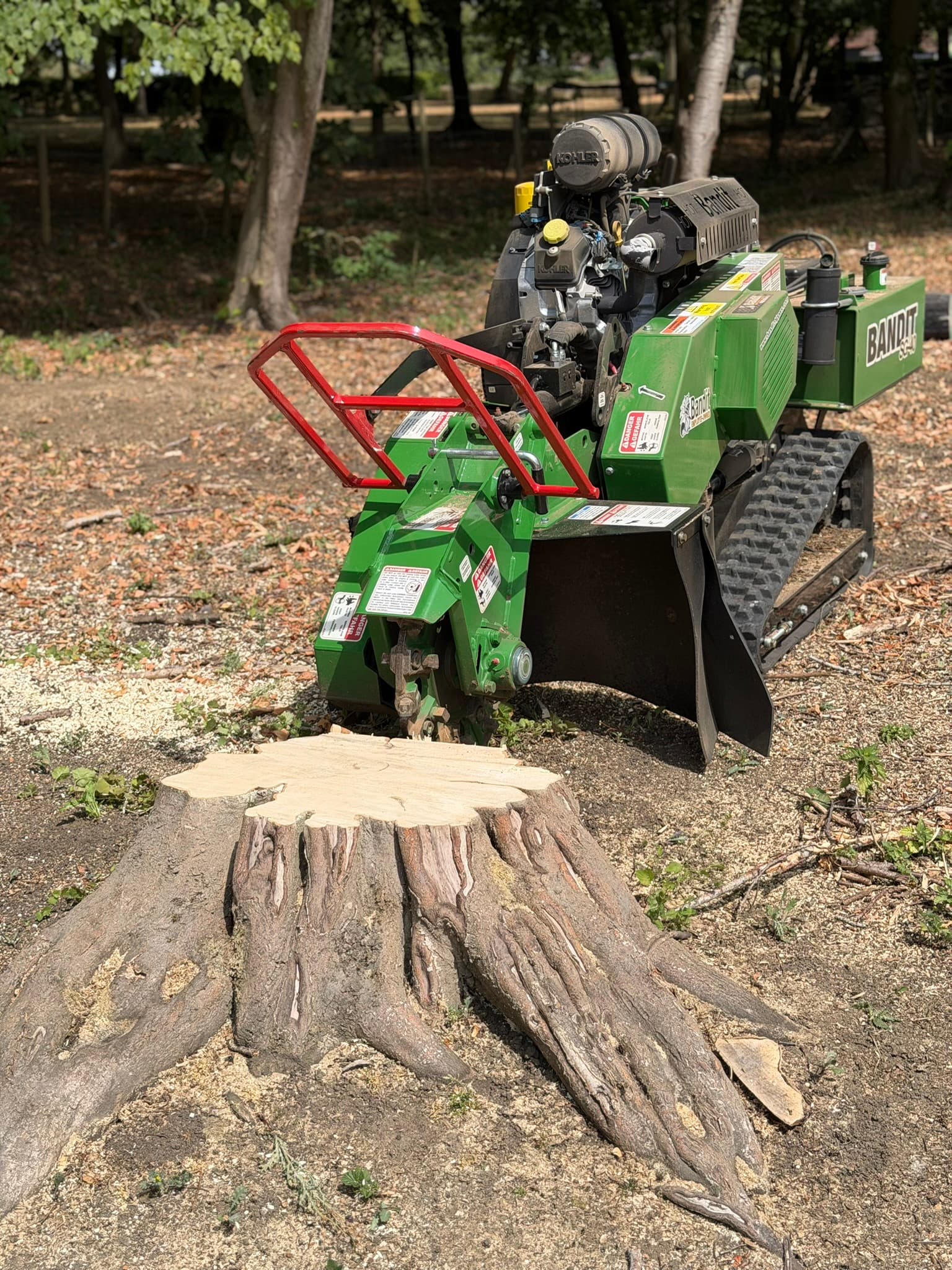 A Bandit stump grinder positioned against a wide mature tree stump with exposed buttress roots