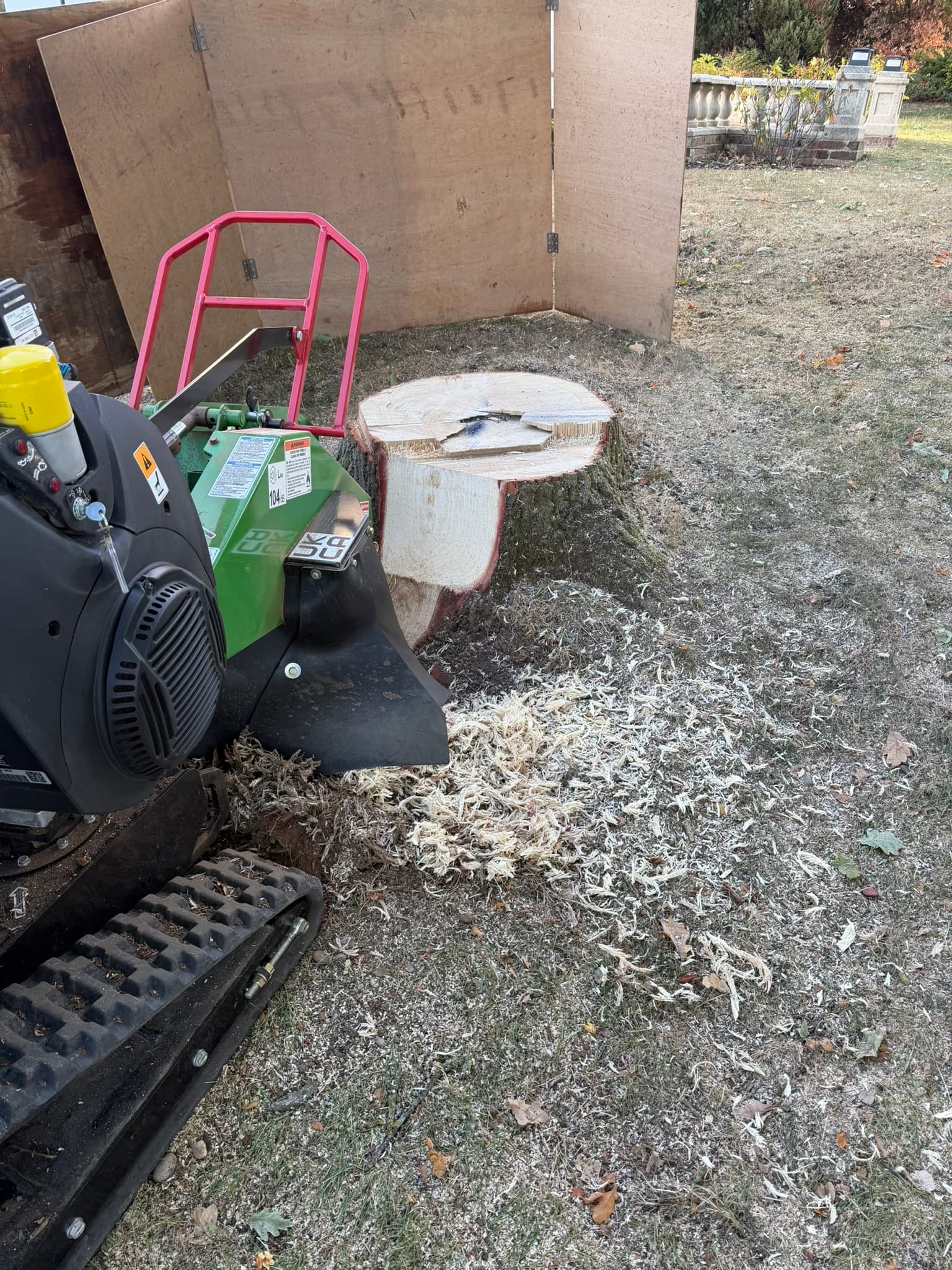 The Bandit SG-40 grinding into the side of the large oak stump, with fresh wood chippings on the grass and a plywood debris screen behind
