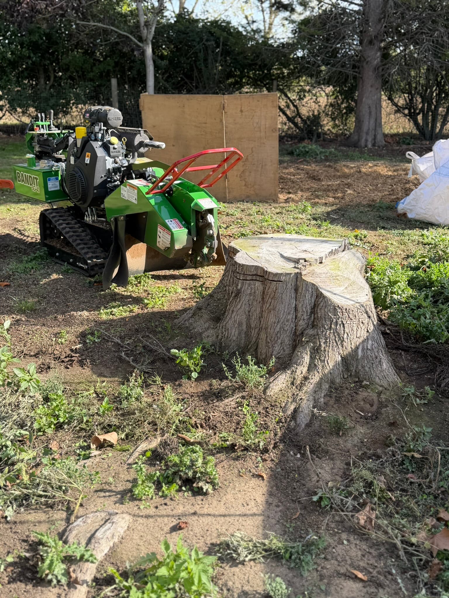 A large conifer stump beside the green Bandit SG-40 tracked stump grinder on grass in Braintree before grinding