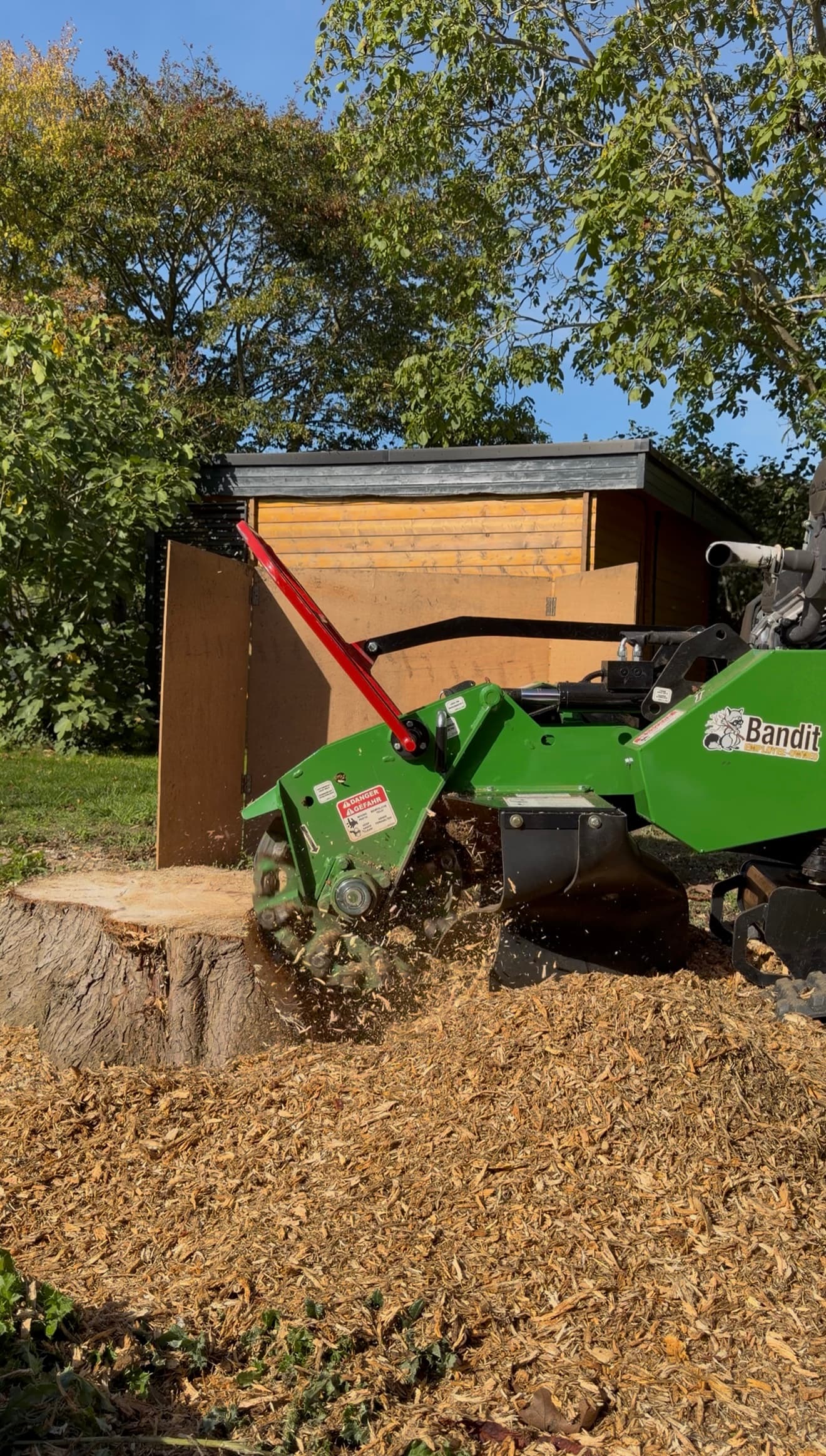 The green cutting wheel of a Bandit SG-40 stump grinder biting into a conifer stump in Braintree, throwing fresh wood chippings