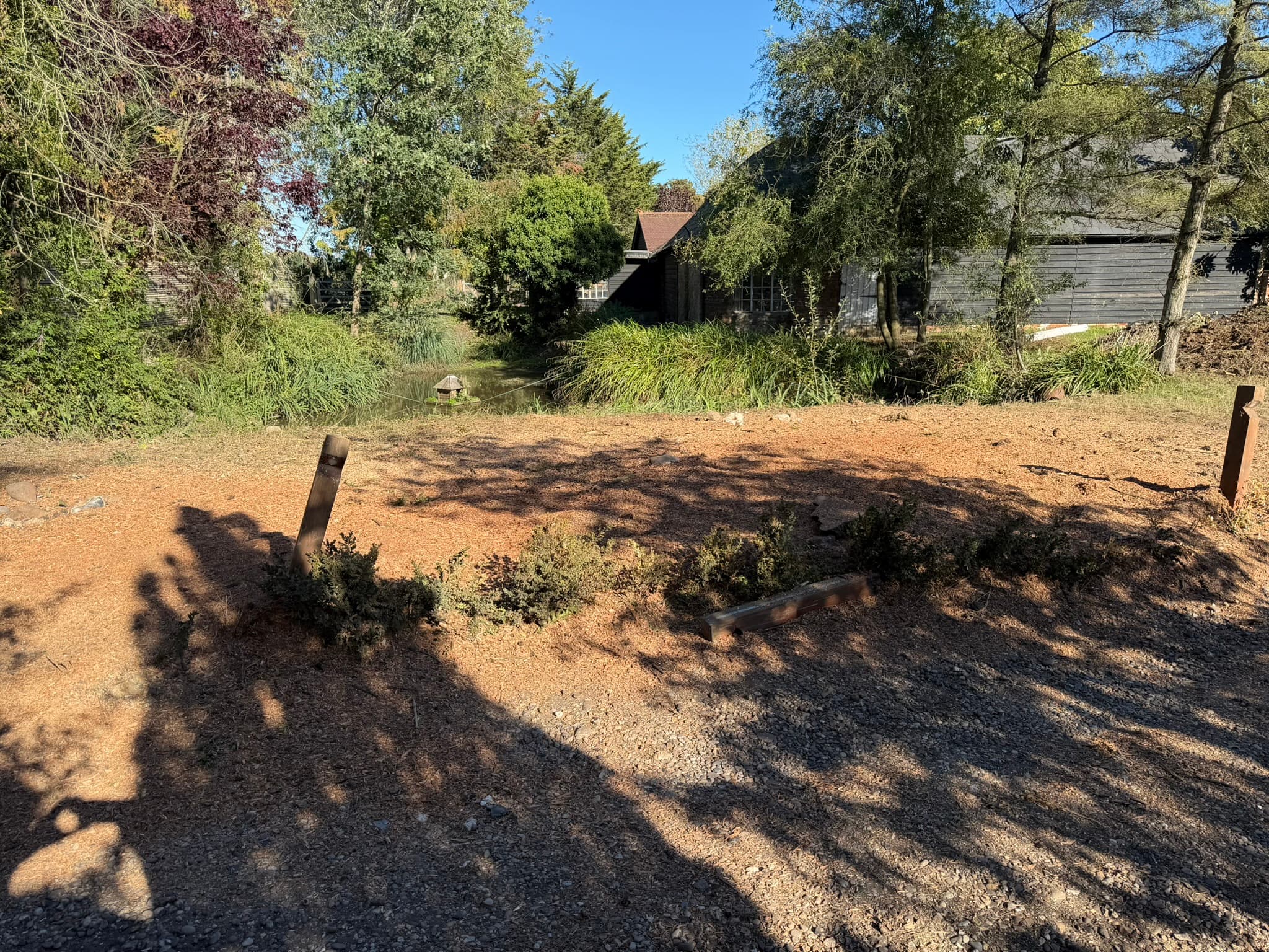 The cleared area in Braintree after grinding, covered in fresh wood chippings with a pond and buildings behind