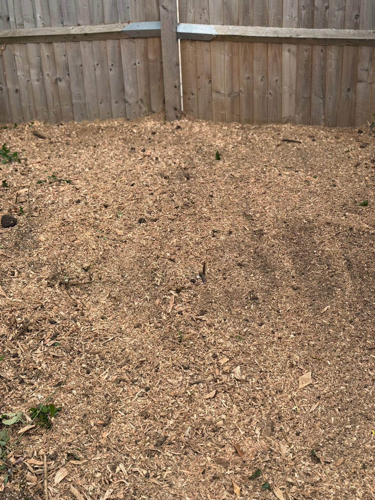 The cleared ground after grinding, covered in a bed of fresh pale wood chippings where a stump used to be