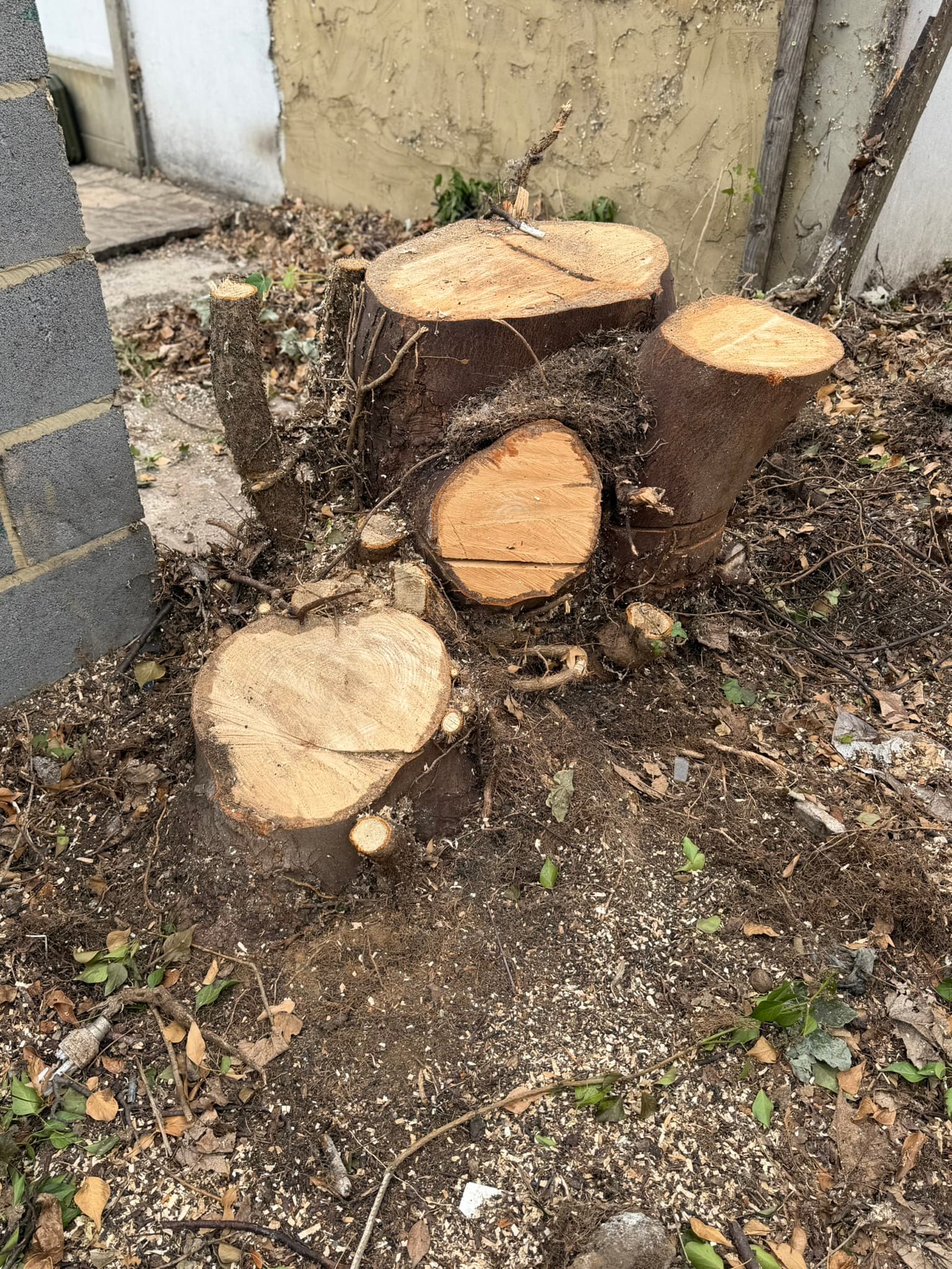 The large sycamore stump, left high after the tree was cut, beside a block wall in the Ilford garden before removal
