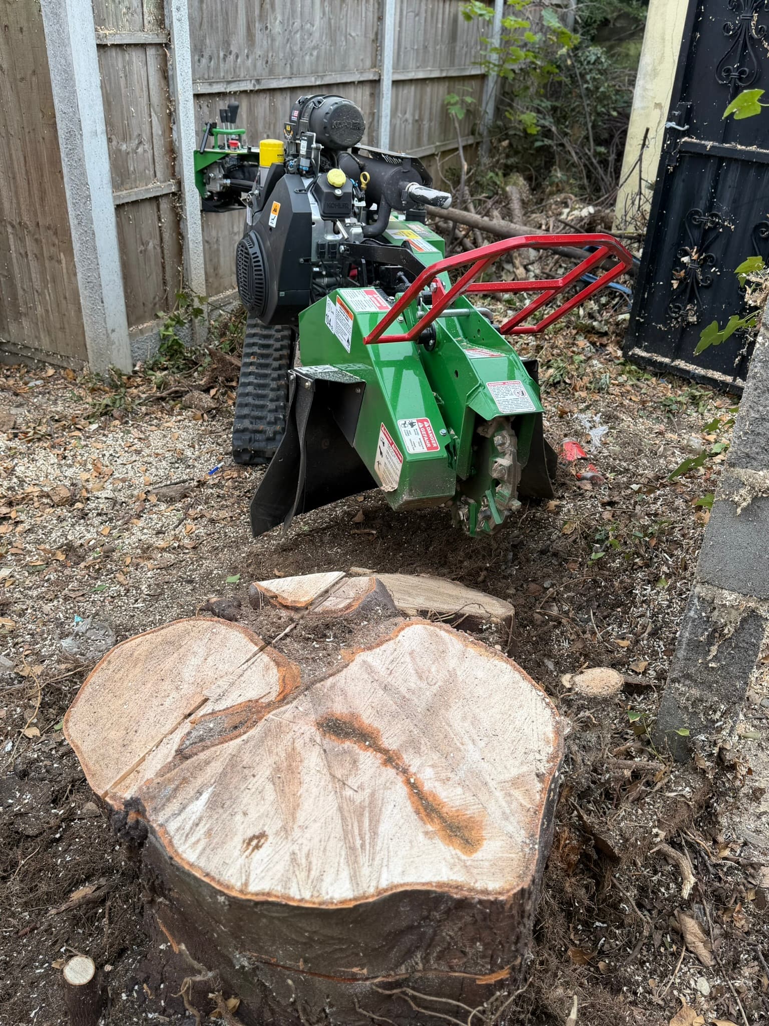 The green Bandit SG-40 stump grinder positioned at the large sycamore stump in the Ilford garden, ready to begin grinding