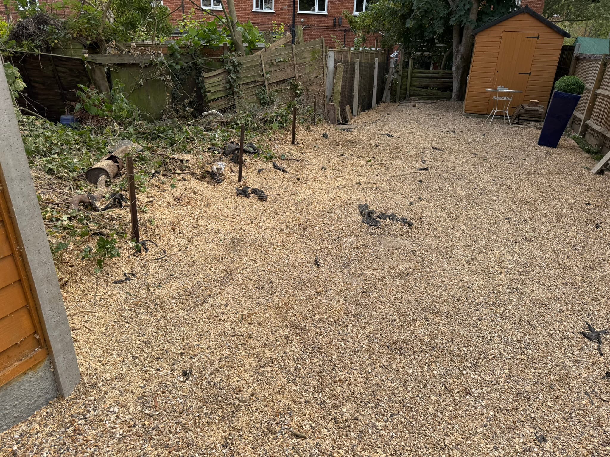 The cleared Loughton garden covered in fresh wood chippings after all 16 conifer stumps were removed, with a garden shed to the side
