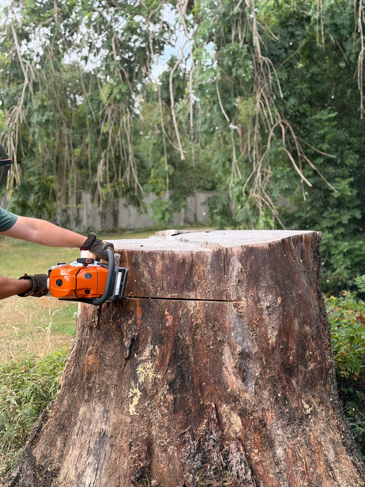 A gloved operator using an orange Stihl chainsaw to cut down the tall cedar stump and remove excess timber