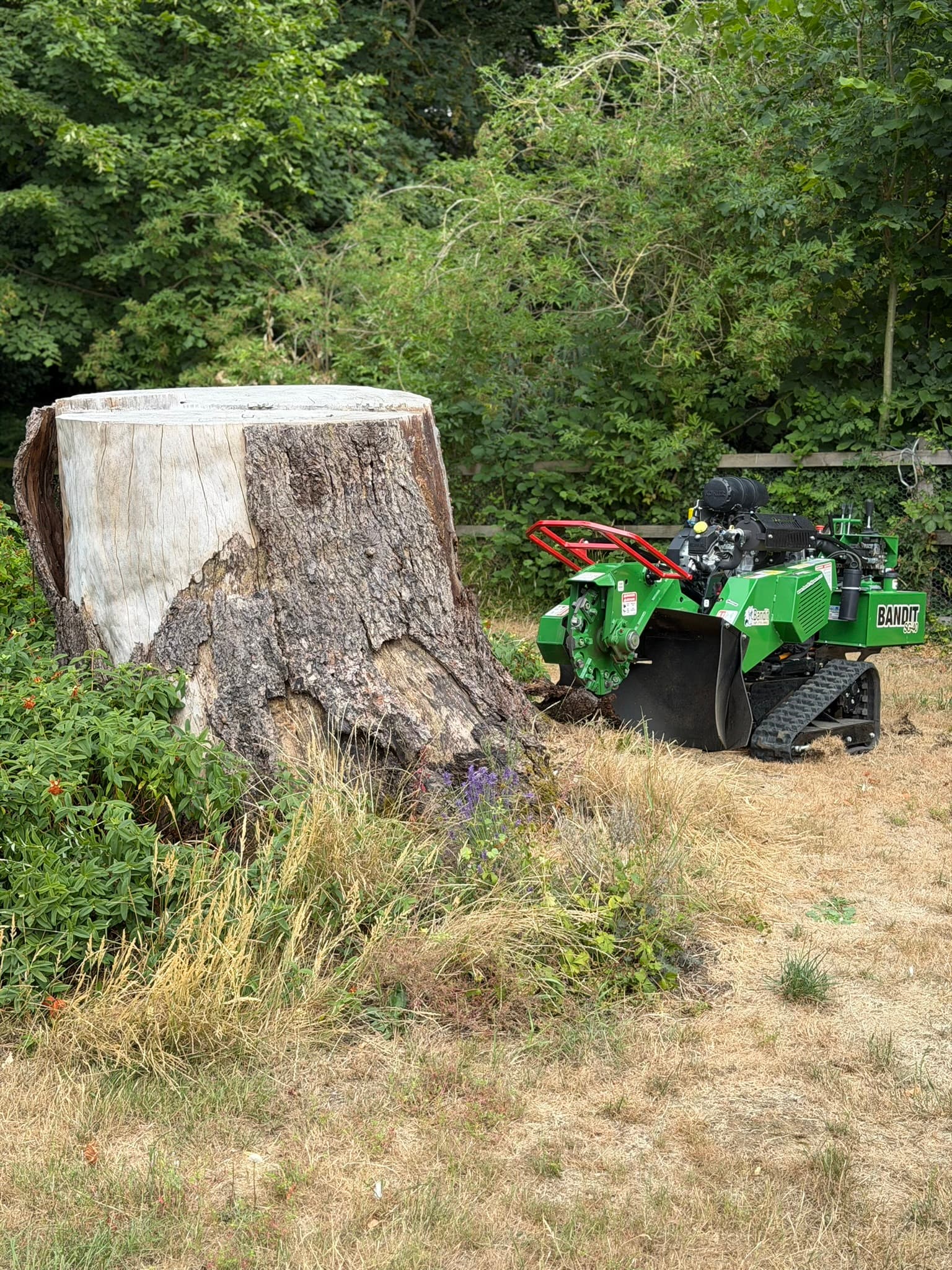 A green Bandit SG-40 tracked stump grinder parked beside a large freshly cut tree stump in a rural setting with dry grass and woodland behind