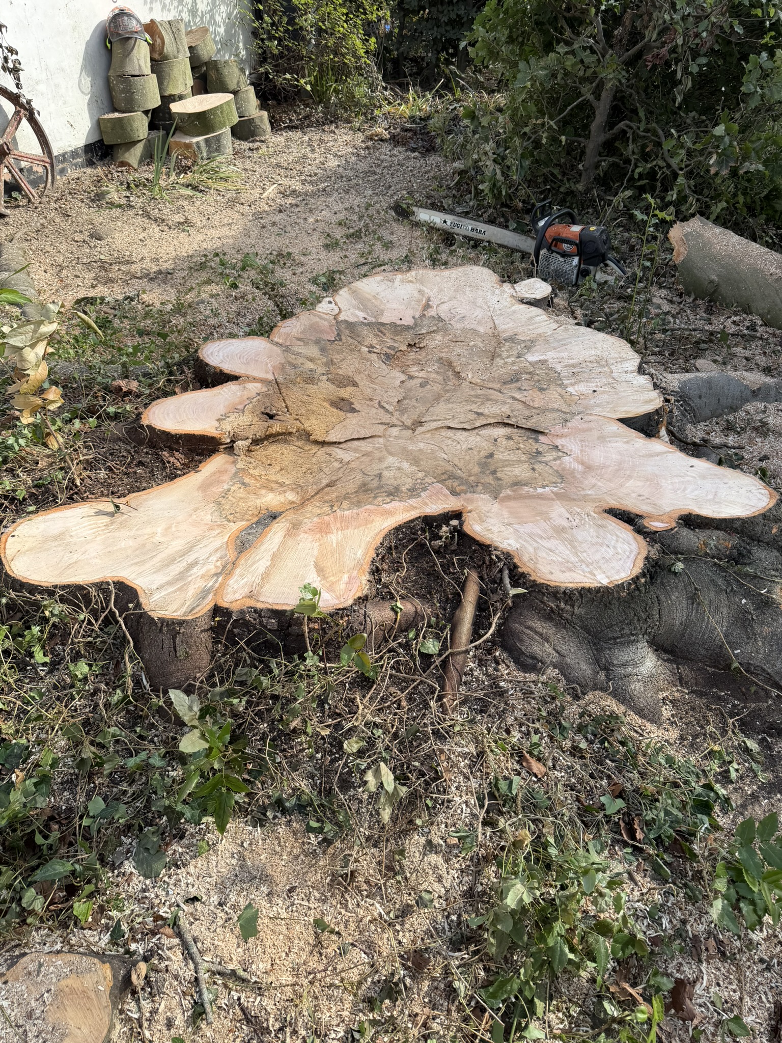 A giant beech stump cut flush to the ground in Hitchin, showing an enormous pale cross-section with cut log rounds stacked nearby