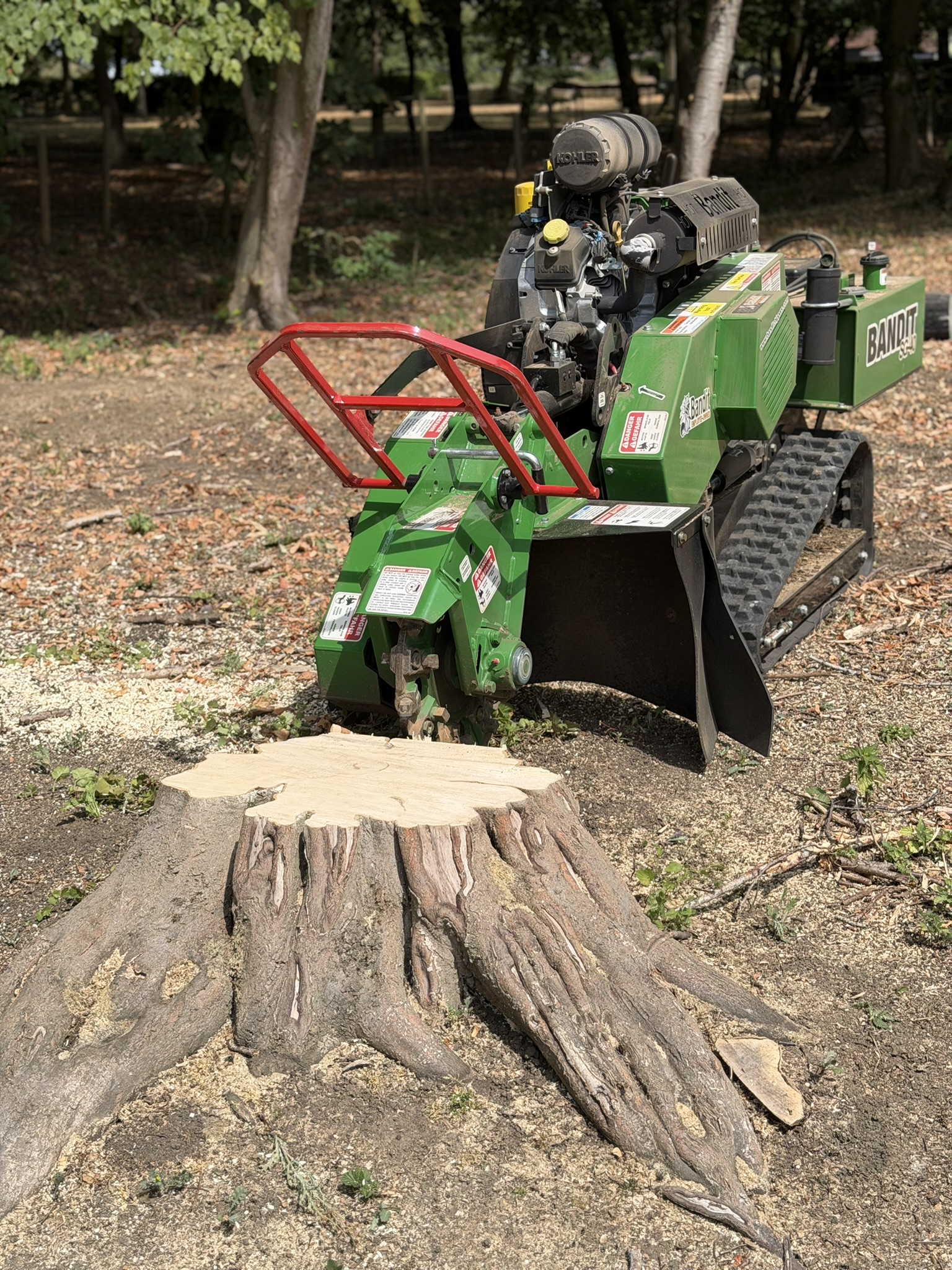 A green Bandit SG-40 tracked stump grinder working into a large gnarled tree stump with its cut face exposed, on a wooded site in Much Hadham