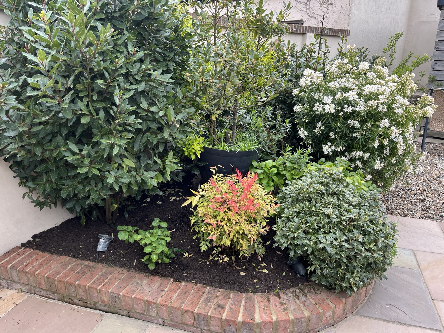The established planted bed before work, densely planted with mature shrubs over brick edging and paving