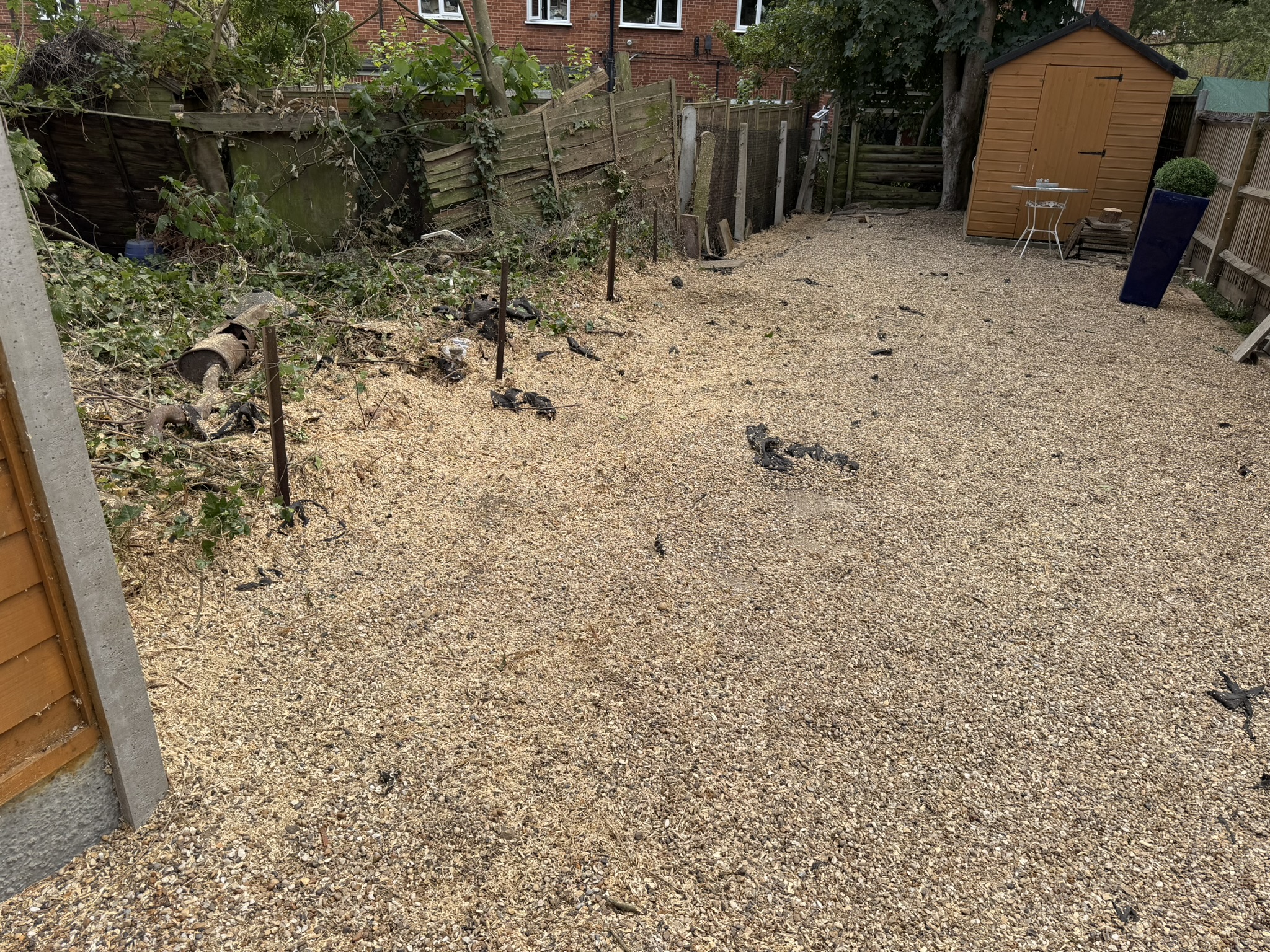 The cleared Loughton garden covered in fresh wood chippings after all 16 conifer stumps were removed, with a garden shed to the side