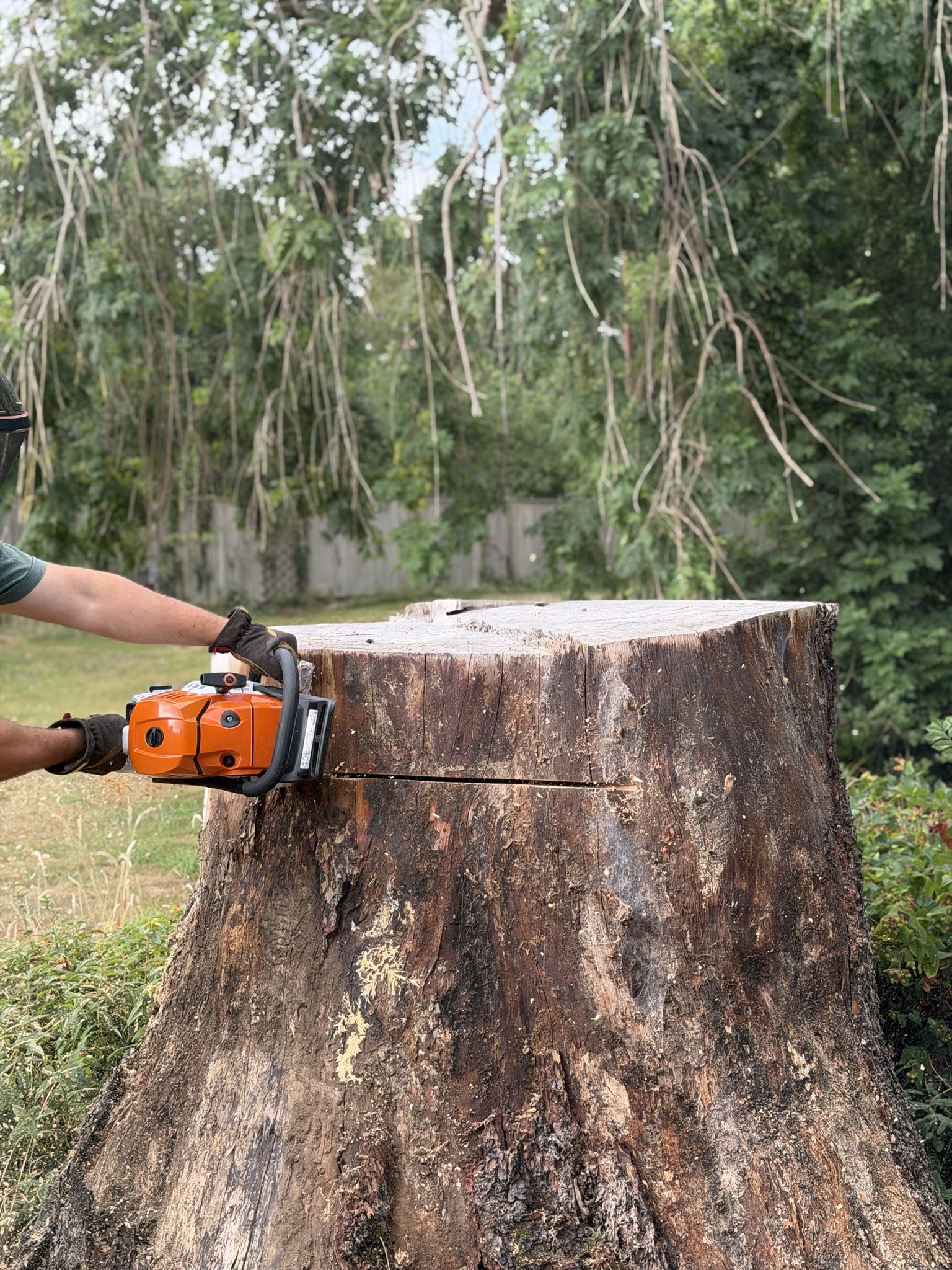 A gloved operator using an orange Stihl chainsaw to cut down the tall cedar stump and remove excess timber