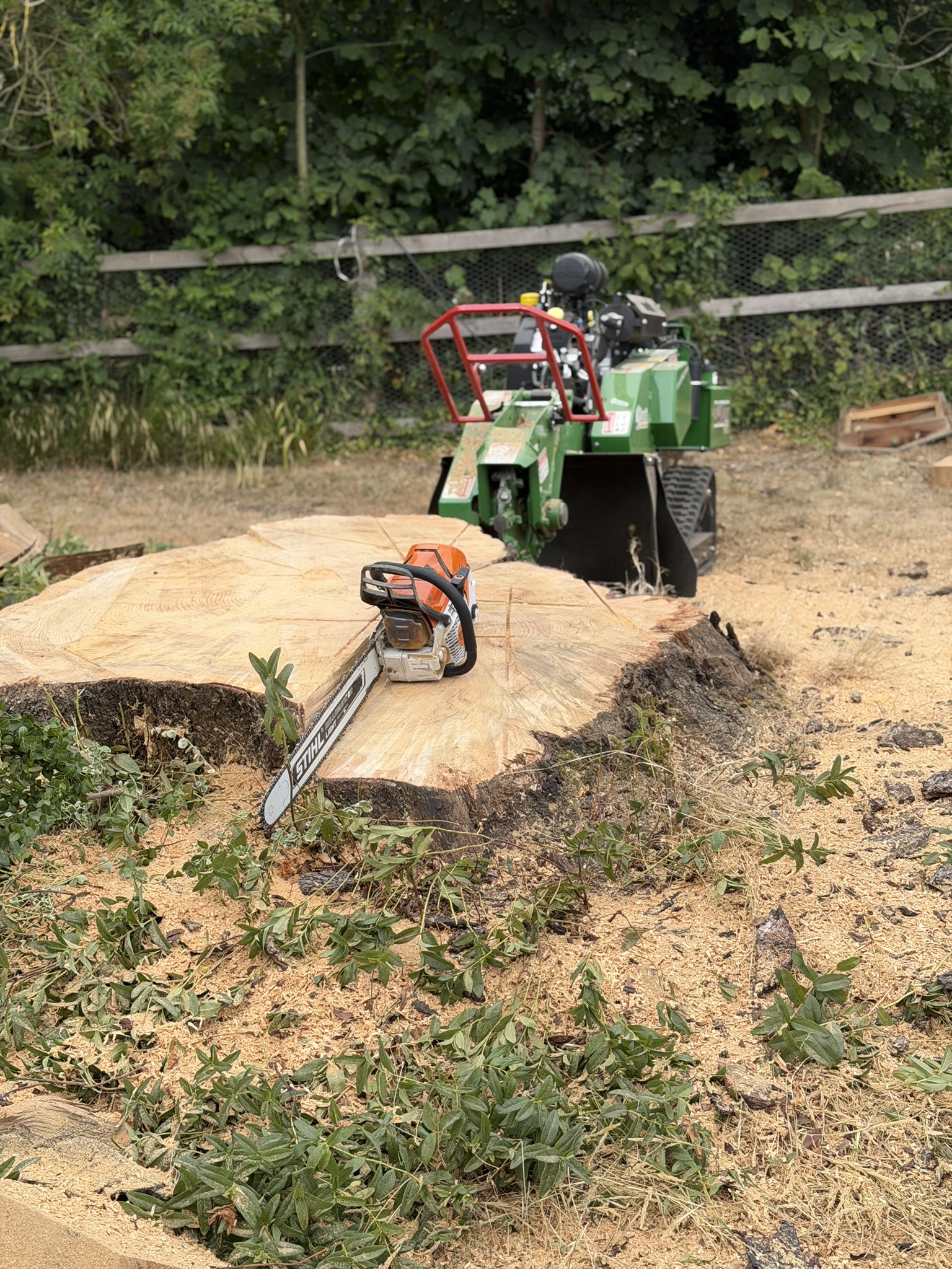 The reduced cedar stump cut down to a broad flat cross-section with a Stihl chainsaw resting on top and the grinder behind