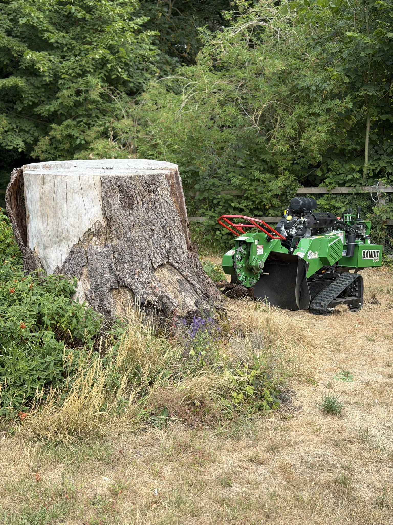 A green Bandit SG-40 tracked stump grinder parked beside a large freshly cut tree stump in a rural setting with dry grass and woodland behind