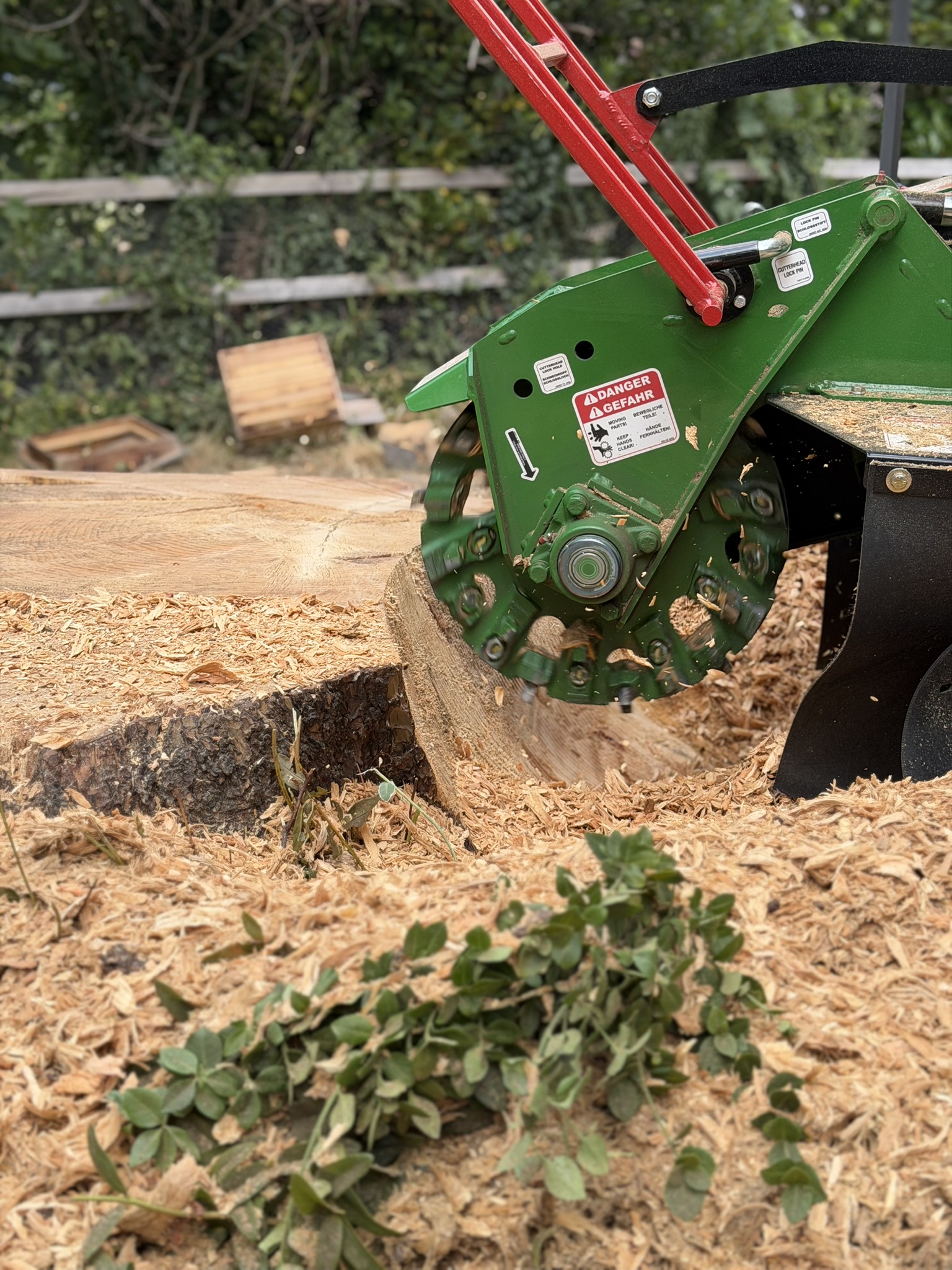 Close-up of the grinder cutter wheel biting into a large stump and throwing wood chips